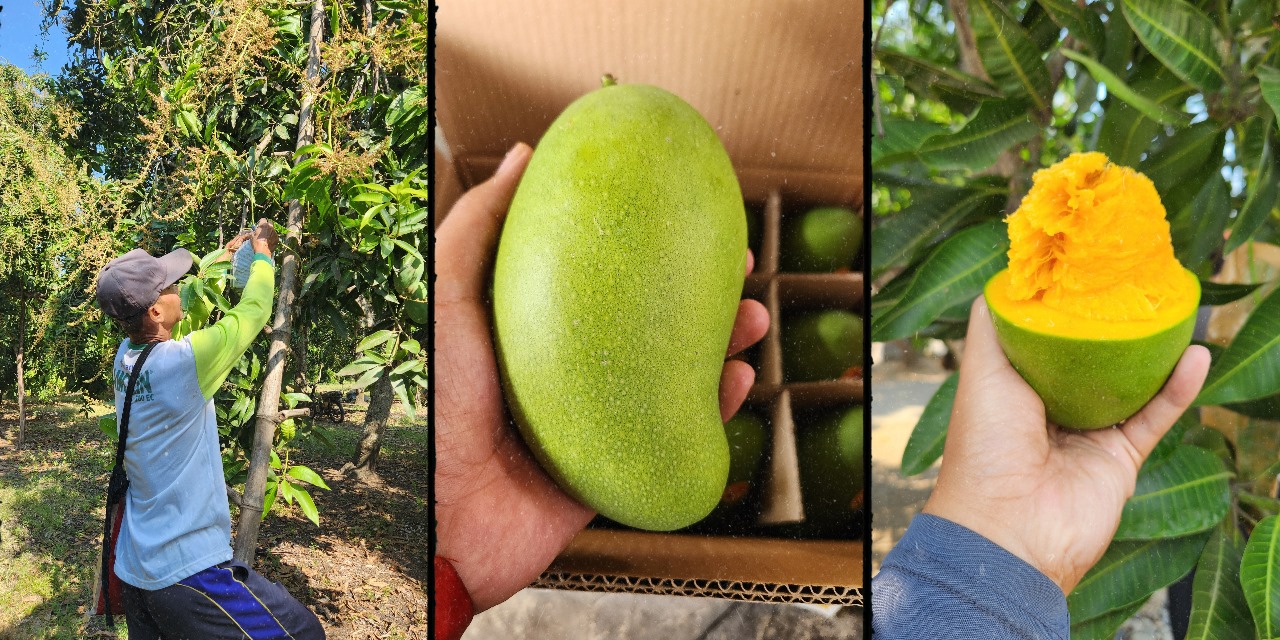 Mangga Putar; Sensasi Unik Menikmati Buah Mangga, Primadona dari Pasuruan